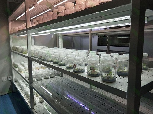 逊克植物组织培养实验室设计建设方案